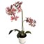 Orchids Flowers