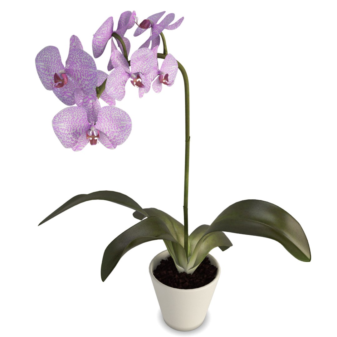 phalaenopsis orchids flowers plant 3D model https://p.turbosquid.com/ts-thumb/dC/eWjr7C/5AQAQpod/orchids_flower_purple/jpg/1562744176/1920x1080/fit_q87/a5705e5cf53e6a5014f7f446f2f7eee0cab368f4/orchids_flower_purple.jpg