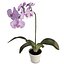 Orchids Flowers