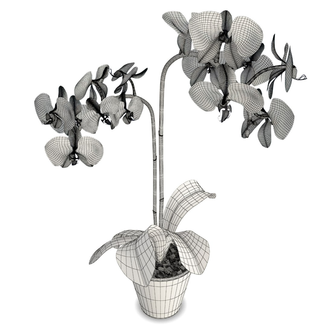 phalaenopsis orchids flowers plant 3D model https://p.turbosquid.com/ts-thumb/dC/eWjr7C/Atn8MqWm/orchids_flower_blue_02/jpg/1562744176/1920x1080/fit_q87/8a19255bf7f59a8abed54e300e06326d37edd44a/orchids_flower_blue_02.jpg