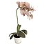 Orchids Flowers