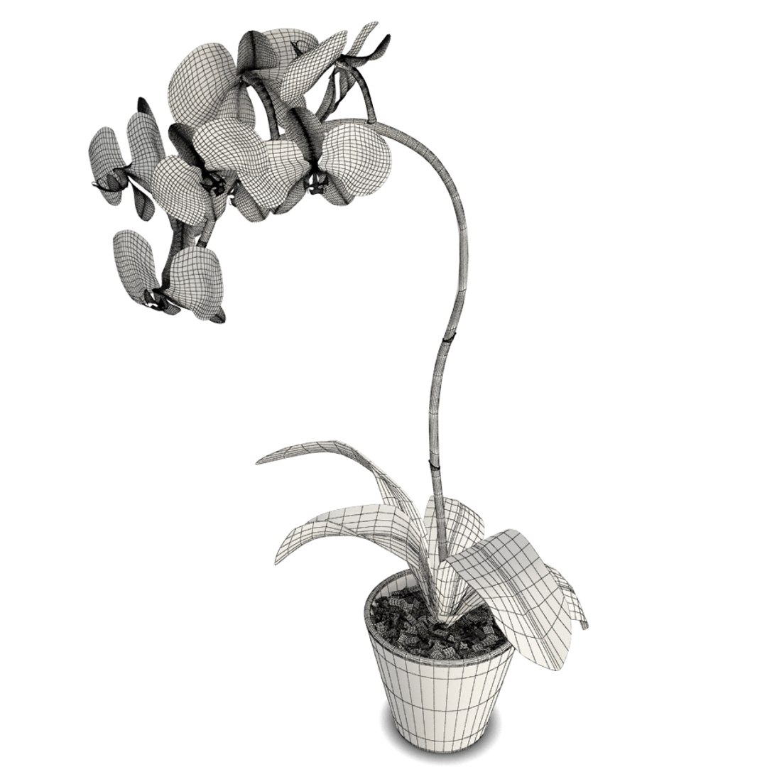 phalaenopsis orchids flowers plant 3D model https://p.turbosquid.com/ts-thumb/dC/eWjr7C/UVdonC5R/orchids_flower_red_02/jpg/1562744176/1920x1080/fit_q87/bf783c72cc36a3b1afa00d98f82aeb3428d259d7/orchids_flower_red_02.jpg