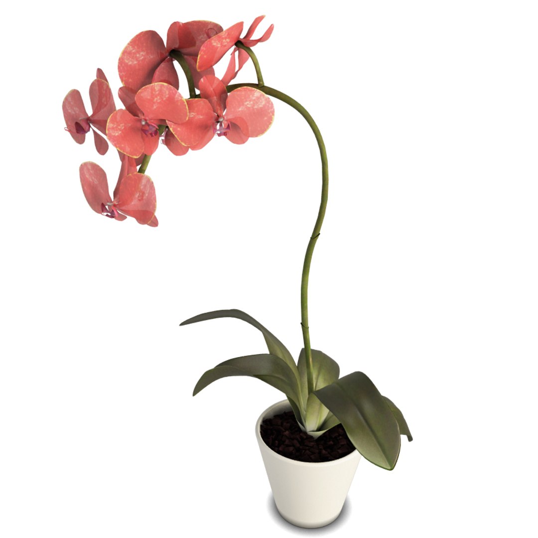 phalaenopsis orchids flowers plant 3D model https://p.turbosquid.com/ts-thumb/dC/eWjr7C/aXKiDOMj/orchids_flower_red/jpg/1562744176/1920x1080/fit_q87/995ec210997cac3c446de43f2fa36832acdbe0fa/orchids_flower_red.jpg