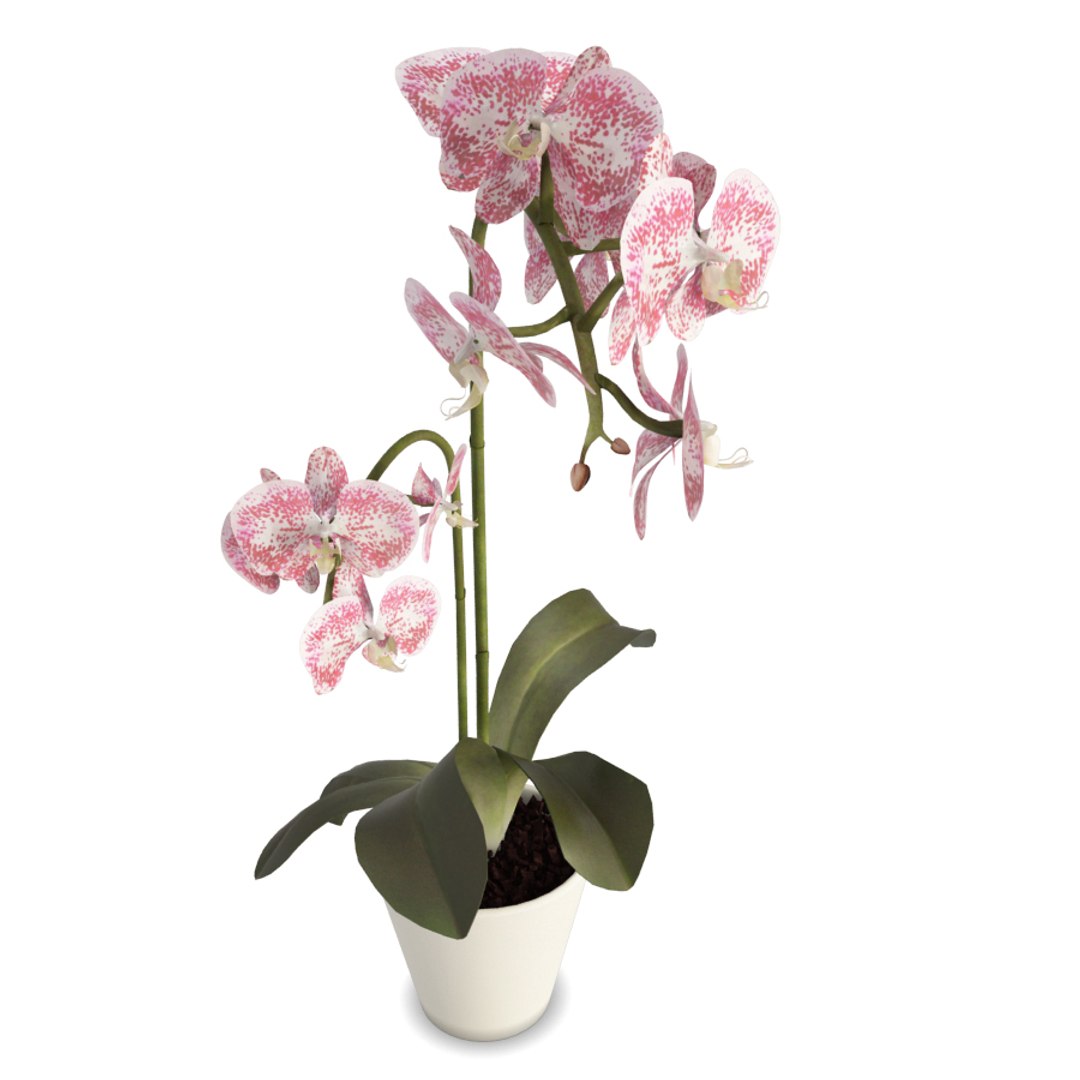 phalaenopsis orchids flowers plant 3D model https://p.turbosquid.com/ts-thumb/dC/eWjr7C/jy69x2Fm/orchids_flower_pink/jpg/1562744176/1920x1080/fit_q87/5e803e0550b395765ef4943ead50e6d4a2faba15/orchids_flower_pink.jpg
