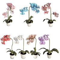 Orchids Flowers