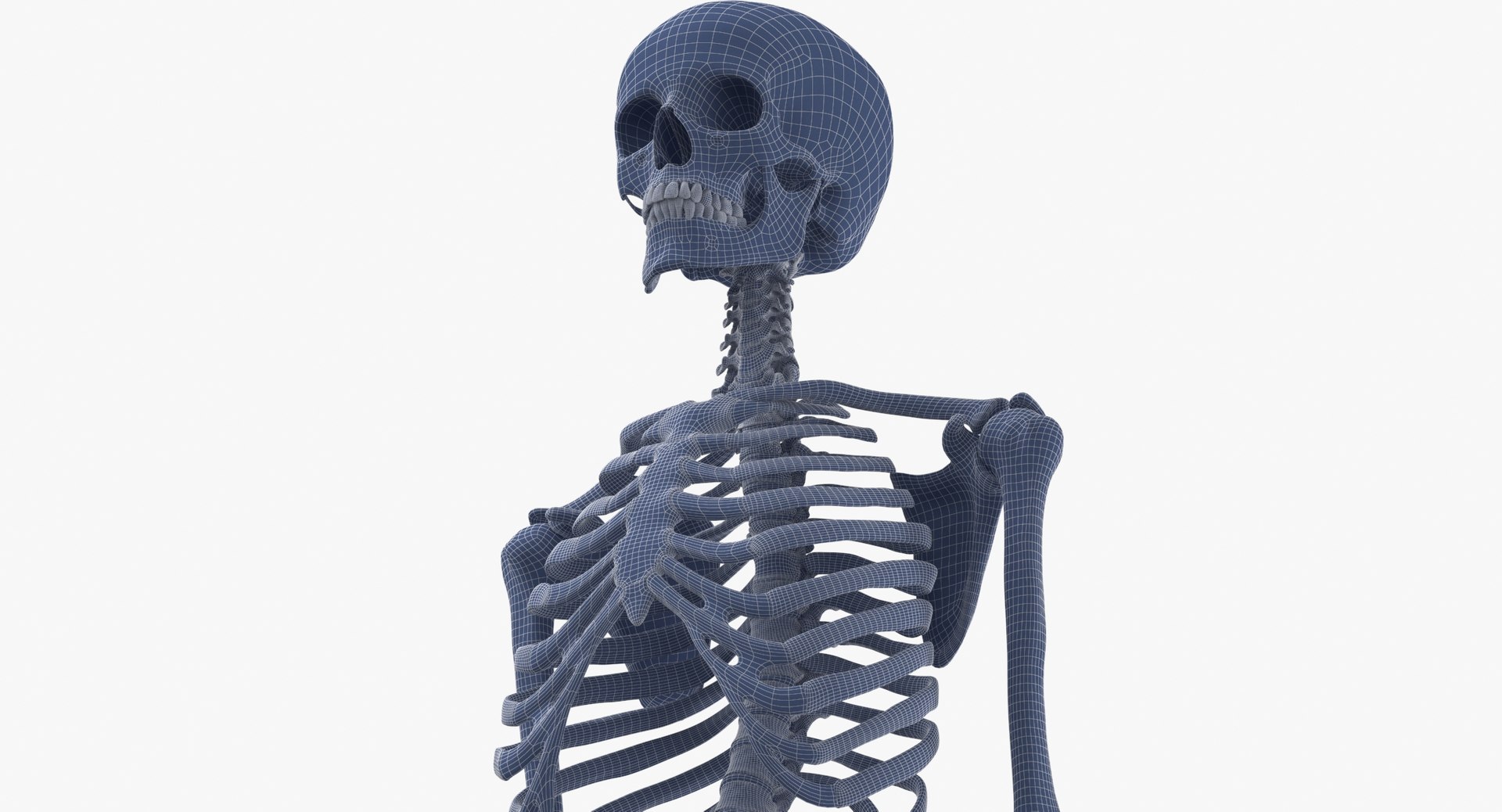 anatomy human male 3D model https://p.turbosquid.com/ts-thumb/dC/gWAlY6/0f/human_rib_cage_spine_female_skull_calvicle_scapula_and_arms_bones_anatomy_01_wireframe_0010/jpg/1611063236/1920x1080/fit_q87/33519d0246e39b5e3d23c8df47f907fd4ed3e1b9/human_rib_cage_spine_female_skull_calvicle_scapula_and_arms_bones_anatomy_01_wireframe_0010.jpg