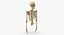 Real Human Rib Cage Spine Female Skull Clavicle Scapula and Arms Bones Anatomy with Disks