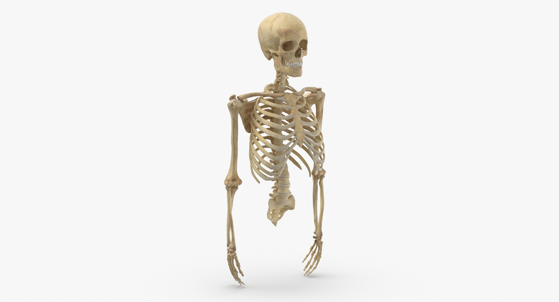 anatomy human male 3D model https://p.turbosquid.com/ts-thumb/dC/gWAlY6/KE/0020/jpg/1611063806/1920x1080/turn_fit_q99/65d28b4ddfec49ab1d96d574ead6f5bfc0f286f1/0020-1.jpg