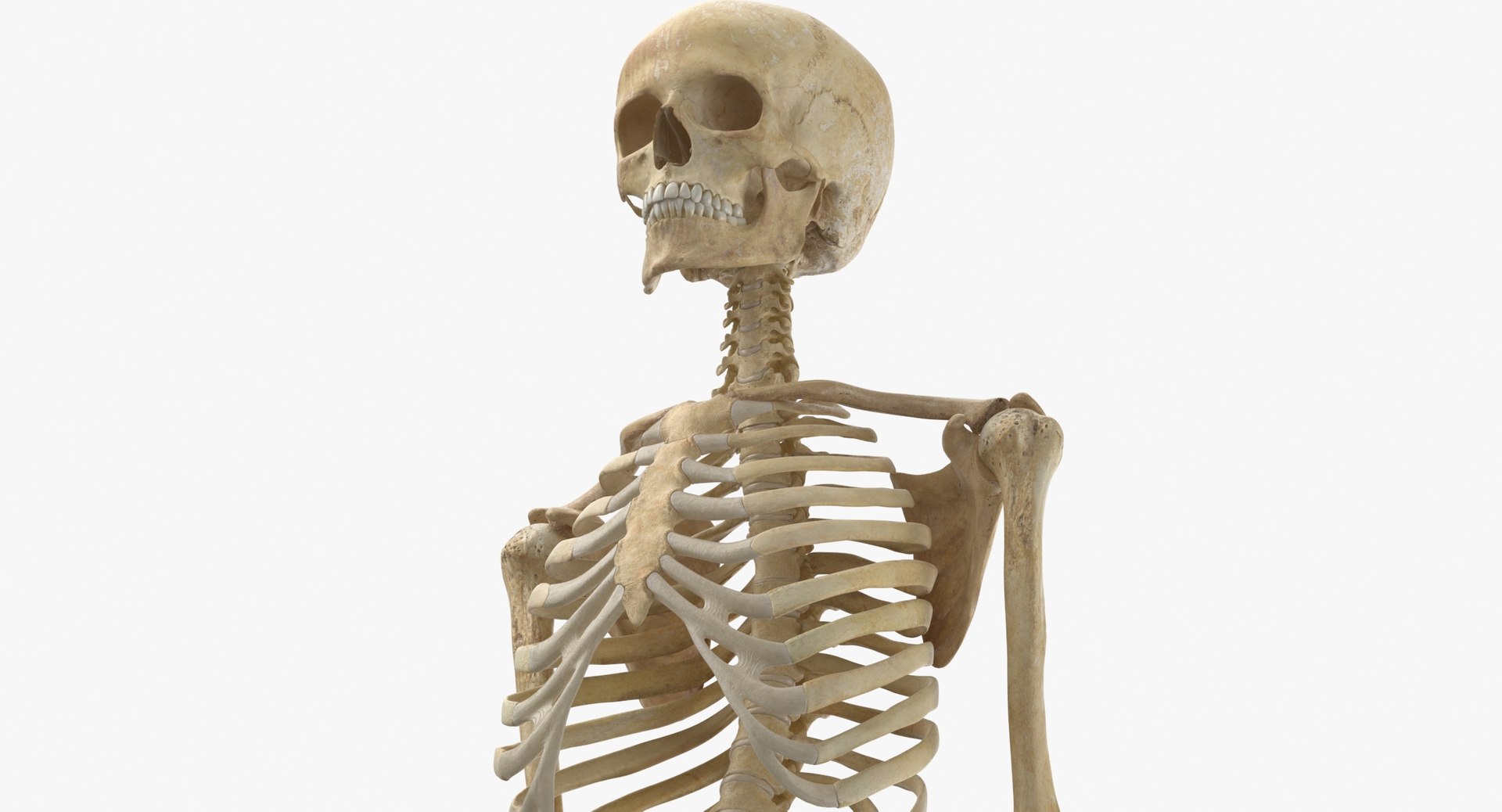 anatomy human male 3D model https://p.turbosquid.com/ts-thumb/dC/gWAlY6/M4/human_rib_cage_spine_female_skull_calvicle_scapula_and_arms_bones_anatomy_01_thumbnail_0010/jpg/1611063241/1920x1080/fit_q87/f04aaea07d77438d86d5e188847dda2c42a3465d/human_rib_cage_spine_female_skull_calvicle_scapula_and_arms_bones_anatomy_01_thumbnail_0010.jpg
