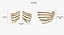 Real Human Rib Cage Spine Female Skull Clavicle Scapula and Arms Bones Anatomy with Disks