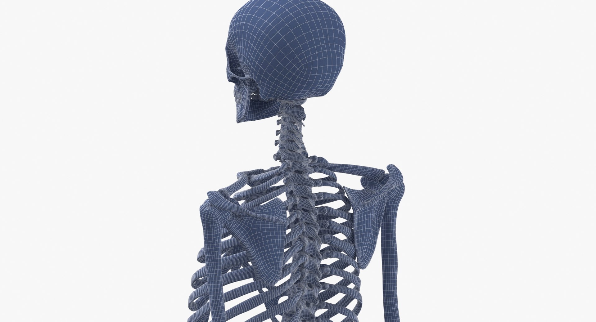 anatomy human male 3D model https://p.turbosquid.com/ts-thumb/dC/gWAlY6/tH/human_rib_cage_spine_female_skull_calvicle_scapula_and_arms_bones_anatomy_01_wireframe_0005/jpg/1611063232/1920x1080/fit_q87/7863592328d3522be82db953c528ddda0f60d528/human_rib_cage_spine_female_skull_calvicle_scapula_and_arms_bones_anatomy_01_wireframe_0005.jpg