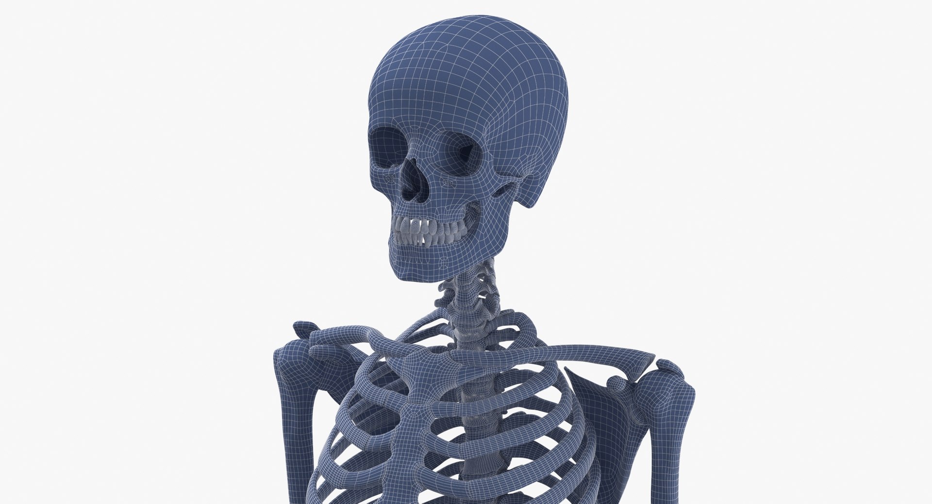 anatomy human male 3D model https://p.turbosquid.com/ts-thumb/dC/gWAlY6/xQ/human_rib_cage_spine_female_skull_calvicle_scapula_and_arms_bones_anatomy_01_wireframe_0004/jpg/1611063233/1920x1080/fit_q87/e85afbc7dd00a2d09e8e6ae833c7864b45f542a5/human_rib_cage_spine_female_skull_calvicle_scapula_and_arms_bones_anatomy_01_wireframe_0004.jpg