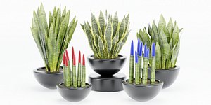 3D model sansevieria plants collection vol 70-Blender
