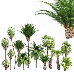Mexican Fan Palm Canary Island Date Sabal Cabbage14 trees