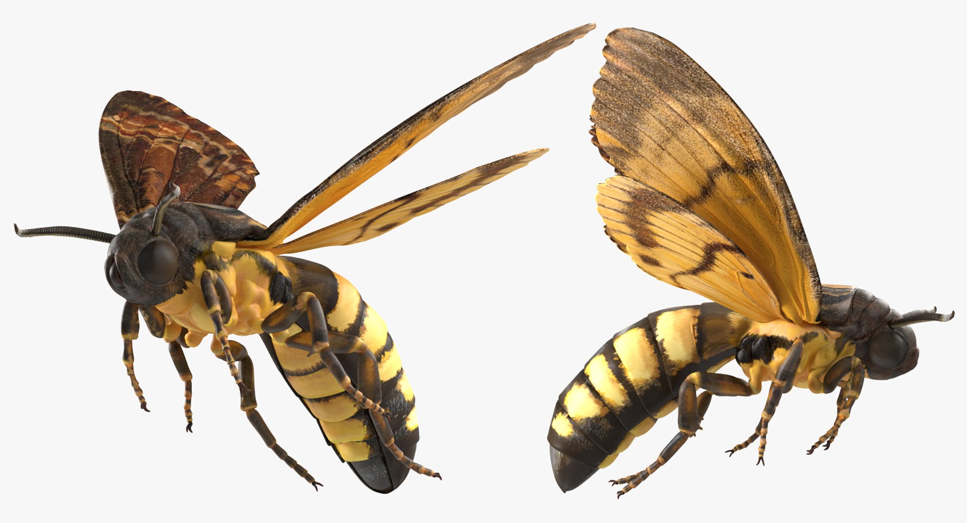 deaths head hawkmoth rigged 3d ma https://p.turbosquid.com/ts-thumb/dC/qHvOuz/3HOu7w6g/deathsheadhawkmothriggedmayamb3dmodel15/jpg/1490536812/1920x1080/fit_q87/624277a7dfae0a39d9acb5e055800df11765ba47/deathsheadhawkmothriggedmayamb3dmodel15.jpg