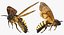 Deaths Head HawkmothがMayaにリギング