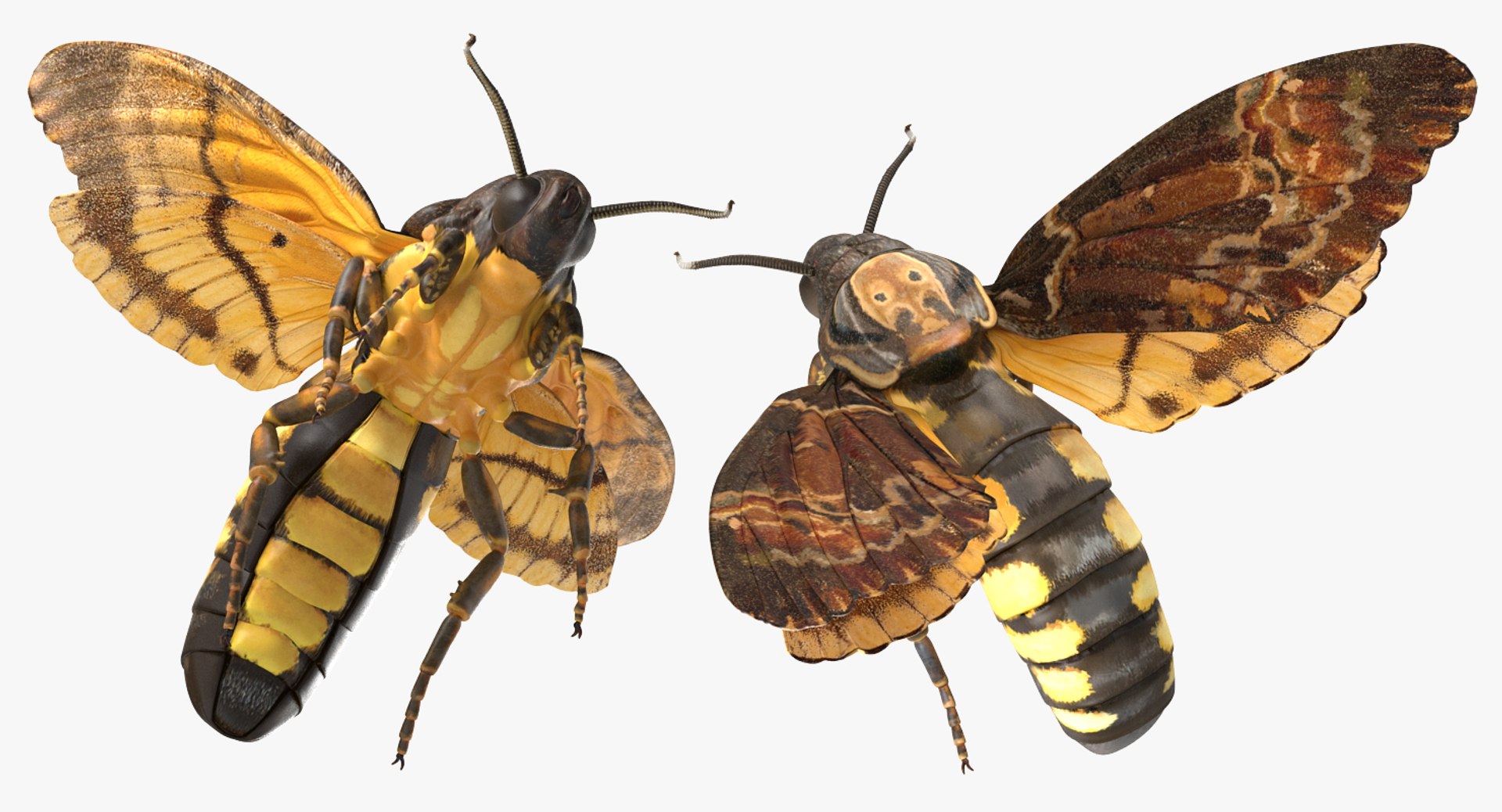 deaths head hawkmoth rigged 3d ma https://p.turbosquid.com/ts-thumb/dC/qHvOuz/8YV2vbje/deathsheadhawkmothriggedmayamb3dmodel17/jpg/1490536812/1920x1080/fit_q87/7a6b4d29c74372a2ed315ce9e32cbea288a77811/deathsheadhawkmothriggedmayamb3dmodel17.jpg