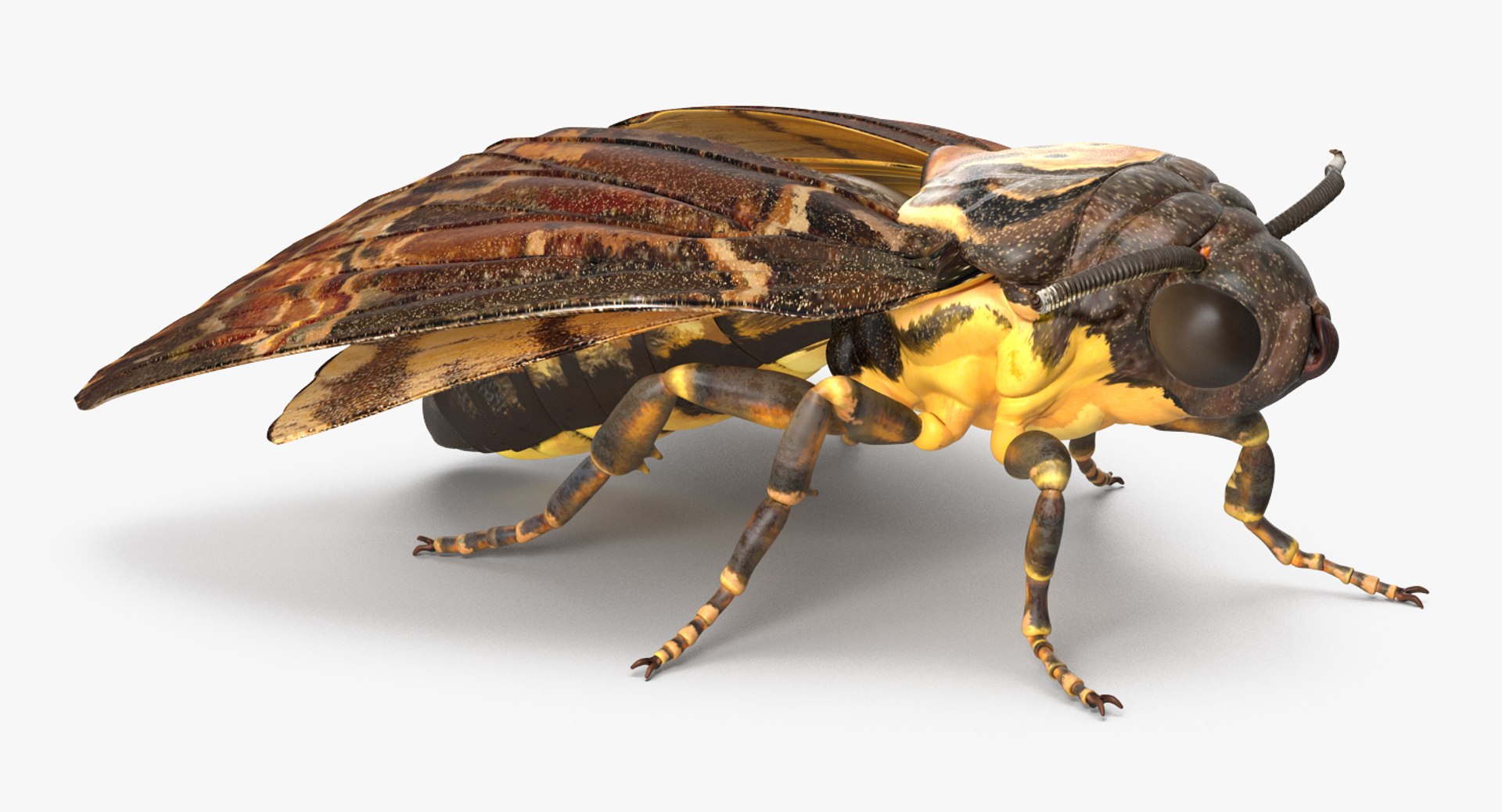 deaths head hawkmoth rigged 3d ma https://p.turbosquid.com/ts-thumb/dC/qHvOuz/9BamVi4q/deathsheadhawkmothriggedmayamb3dmodel05/jpg/1490536811/1920x1080/fit_q87/66c9c527db086d6a07f8d9835dd0717b86d13f76/deathsheadhawkmothriggedmayamb3dmodel05.jpg