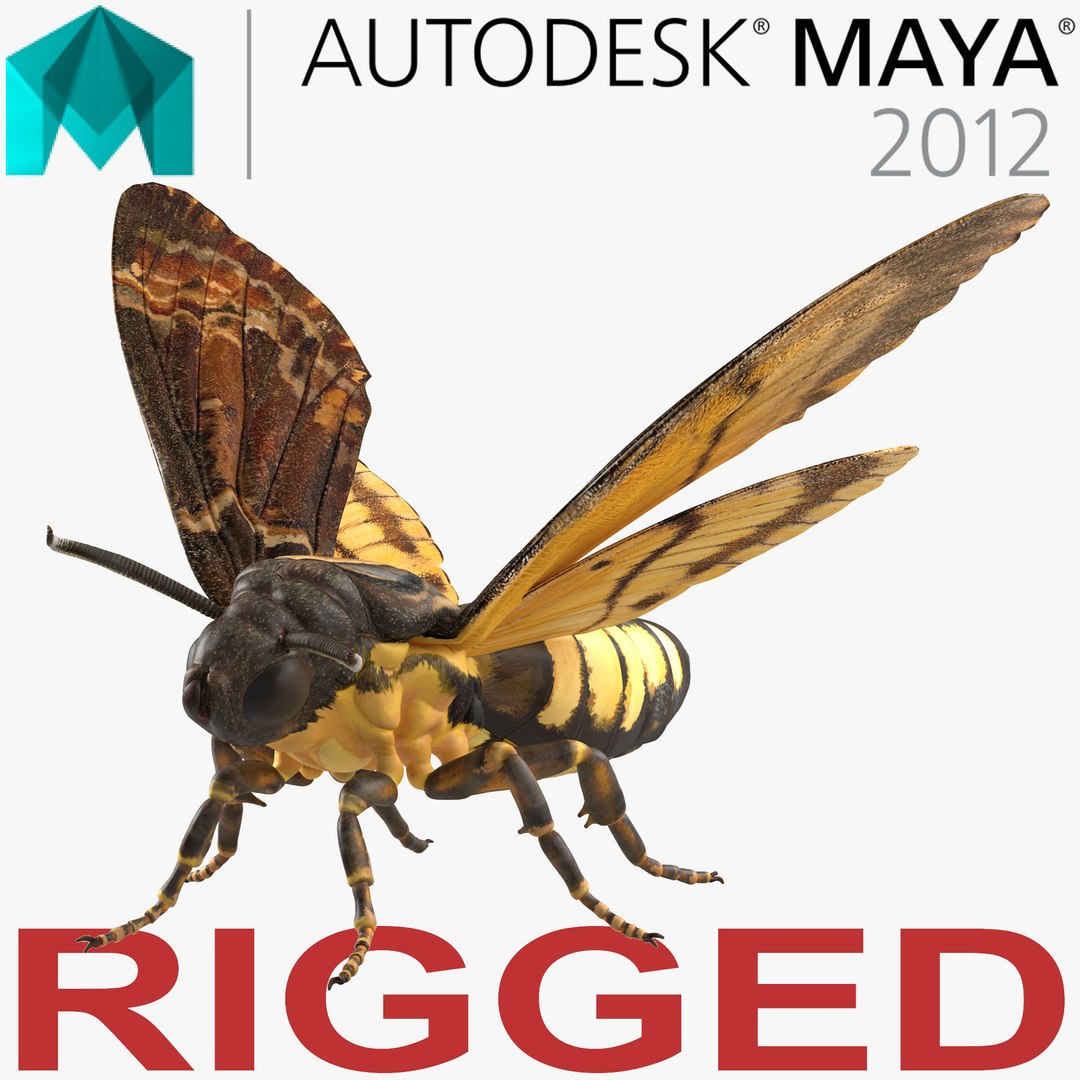 Deaths Head Hawkmoth Rigged for Maya 3D model preview