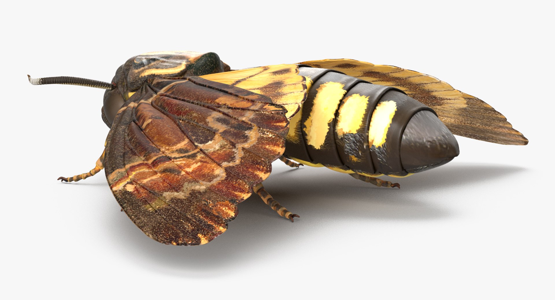deaths head hawkmoth rigged 3d ma https://p.turbosquid.com/ts-thumb/dC/qHvOuz/Gq3i7vX5/deathsheadhawkmothriggedmayamb3dmodel03/jpg/1490536811/1920x1080/fit_q87/a623863125cd383fdad2a0ef6b2a070952f94b54/deathsheadhawkmothriggedmayamb3dmodel03.jpg