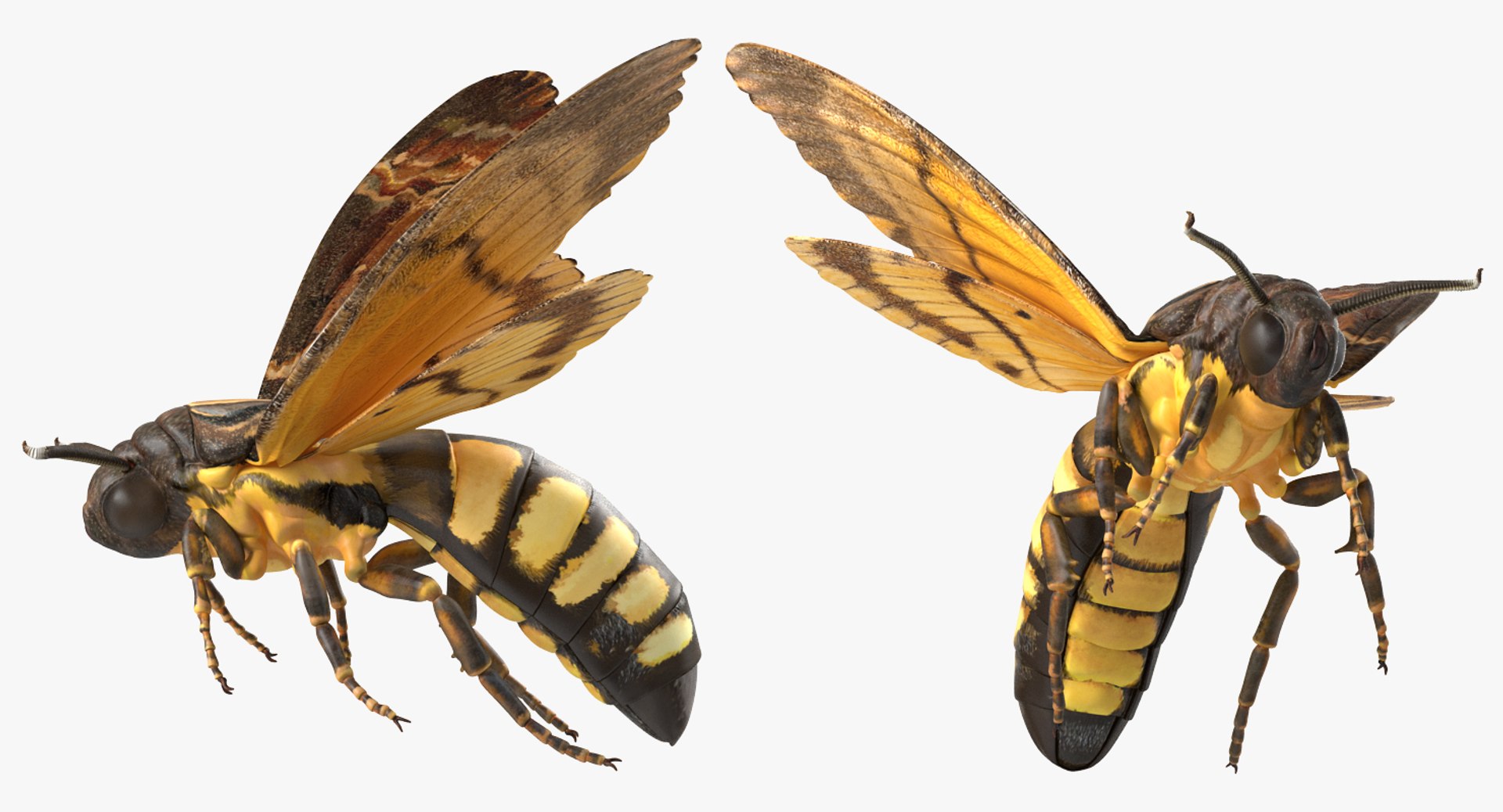 deaths head hawkmoth rigged 3d ma https://p.turbosquid.com/ts-thumb/dC/qHvOuz/Jm5scbOH/deathsheadhawkmothriggedmayamb3dmodel14/jpg/1490536812/1920x1080/fit_q87/9cecbb021753b8125a8cfabd9f39b58206b12b76/deathsheadhawkmothriggedmayamb3dmodel14.jpg