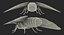 Deaths Head HawkmothがMayaにリギング