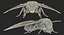 Deaths Head HawkmothがMayaにリギング