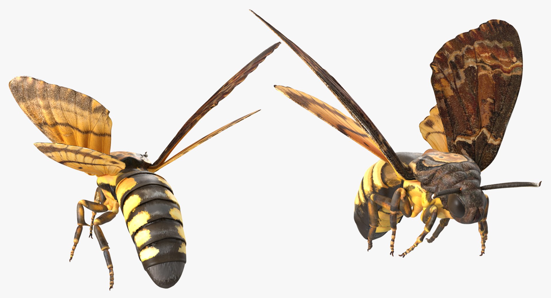deaths head hawkmoth rigged 3d ma https://p.turbosquid.com/ts-thumb/dC/qHvOuz/Rh3CzC78/deathsheadhawkmothriggedmayamb3dmodel16/jpg/1490536812/1920x1080/fit_q87/86c29c6d6d255d7b769ce882d4574fab5ec4adbc/deathsheadhawkmothriggedmayamb3dmodel16.jpg