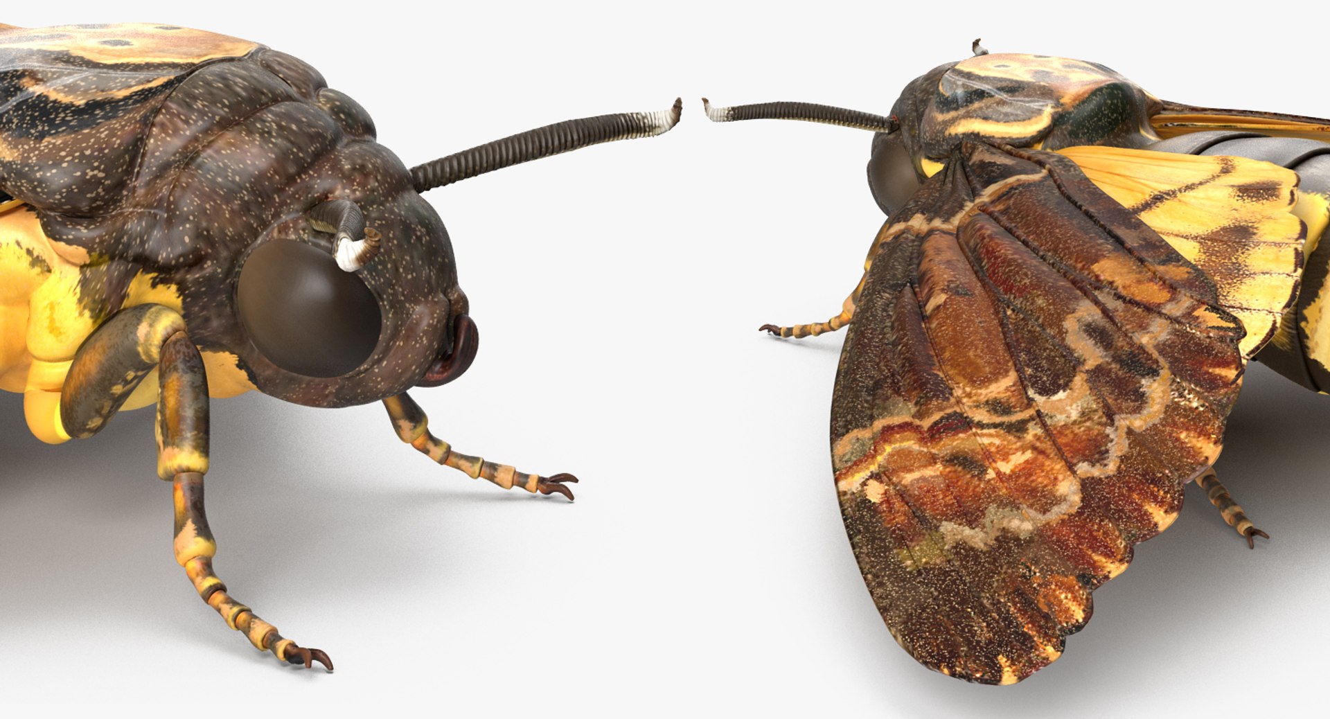 deaths head hawkmoth rigged 3d ma https://p.turbosquid.com/ts-thumb/dC/qHvOuz/icZxjyLe/deathsheadhawkmothriggedmayamb3dmodel18/jpg/1490536812/1920x1080/fit_q87/0a97099eabfcd35b92db7a22a55ec2b1f3508c0b/deathsheadhawkmothriggedmayamb3dmodel18.jpg
