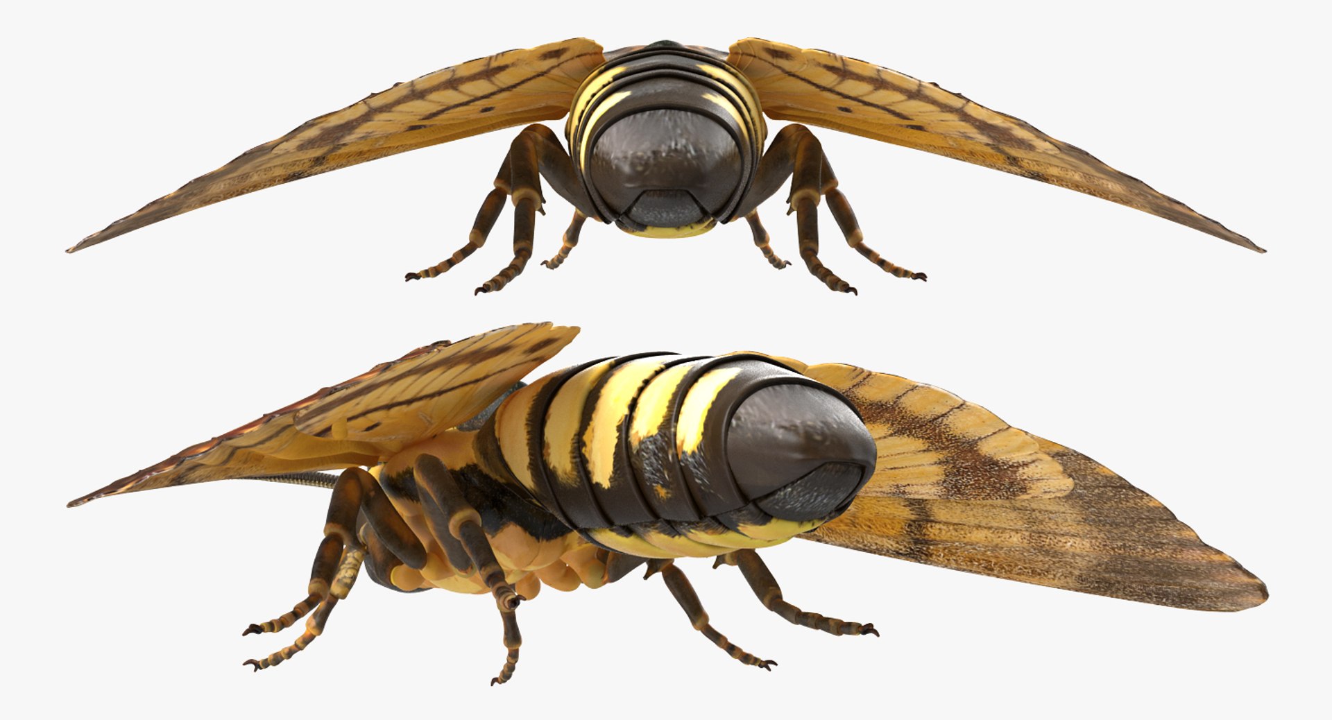 deaths head hawkmoth rigged 3d ma https://p.turbosquid.com/ts-thumb/dC/qHvOuz/sAEW3Hgc/deathsheadhawkmothriggedmayamb3dmodel11/jpg/1490536812/1920x1080/fit_q87/d0e6d466a3150a803f1bdf0eefdccee3d39d9d7b/deathsheadhawkmothriggedmayamb3dmodel11.jpg
