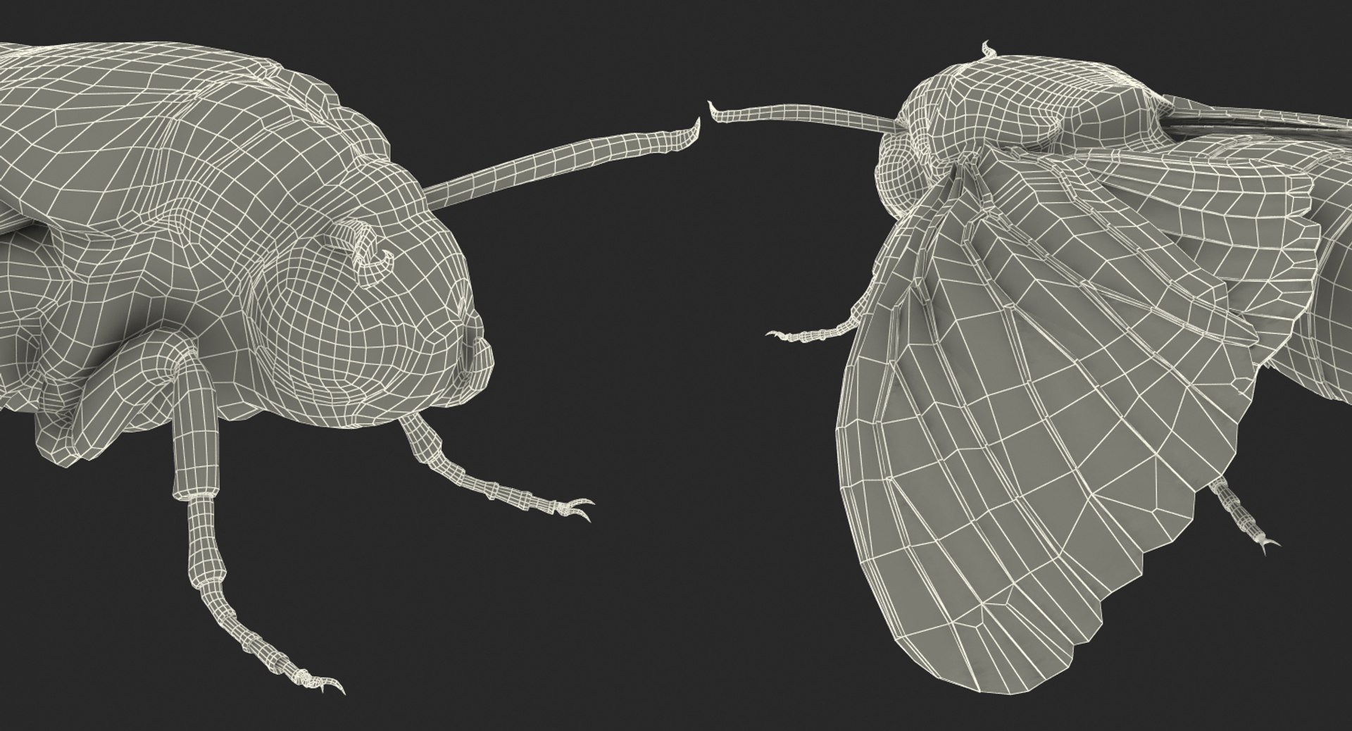 deaths head hawkmoth rigged 3d ma https://p.turbosquid.com/ts-thumb/dC/qHvOuz/wfweb3IN/deathsheadhawkmothriggedmayamb3dmodel36/jpg/1490536812/1920x1080/fit_q87/d58f8f5a15fe246dc2c5c8955c332ebc035a45c1/deathsheadhawkmothriggedmayamb3dmodel36.jpg