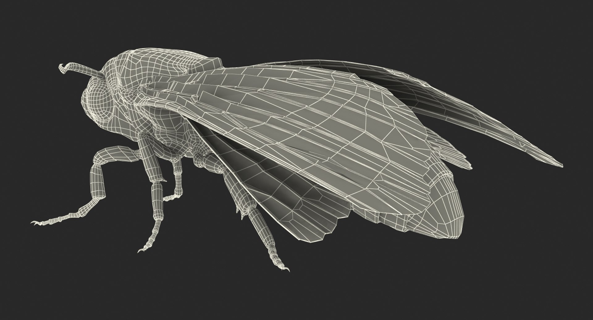 deaths head hawkmoth rigged 3d ma https://p.turbosquid.com/ts-thumb/dC/qHvOuz/xtiD0d5e/deathsheadhawkmothriggedmayamb3dmodel30/jpg/1490536812/1920x1080/fit_q87/b044301831d14315c95d355ac87301e16b955500/deathsheadhawkmothriggedmayamb3dmodel30.jpg