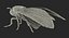 Deaths Head HawkmothがMayaにリギング