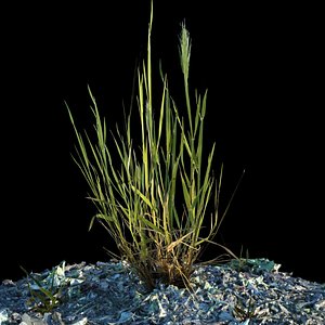 grass lawn nature 3D model