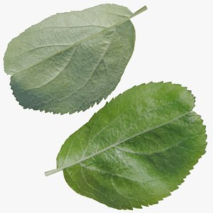 Young Leaf of Apple Tree 3D model