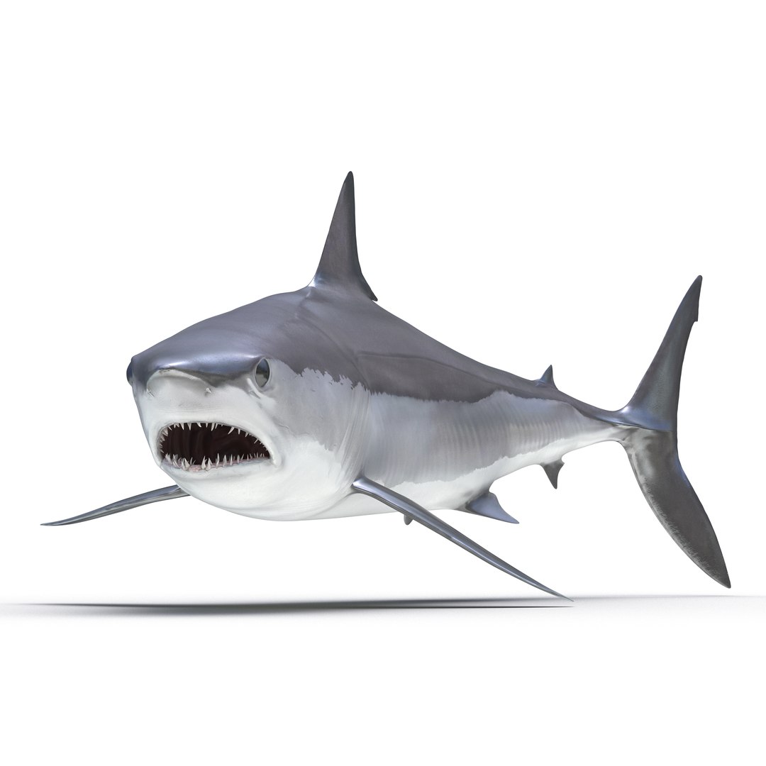Shortfin Mako Shark Pose 2 3D model preview
