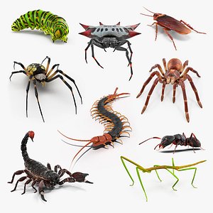 creeping insects 3 3D model