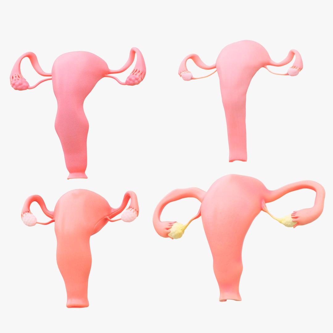3D Female Reproductive System Section Bundle https://p.turbosquid.com/ts-thumb/dD/W7jmP8/5t/4/png/1680108271/1920x1080/fit_q87/468791a1798fea75b04c6a57d24f92e86675d32e/4.jpg