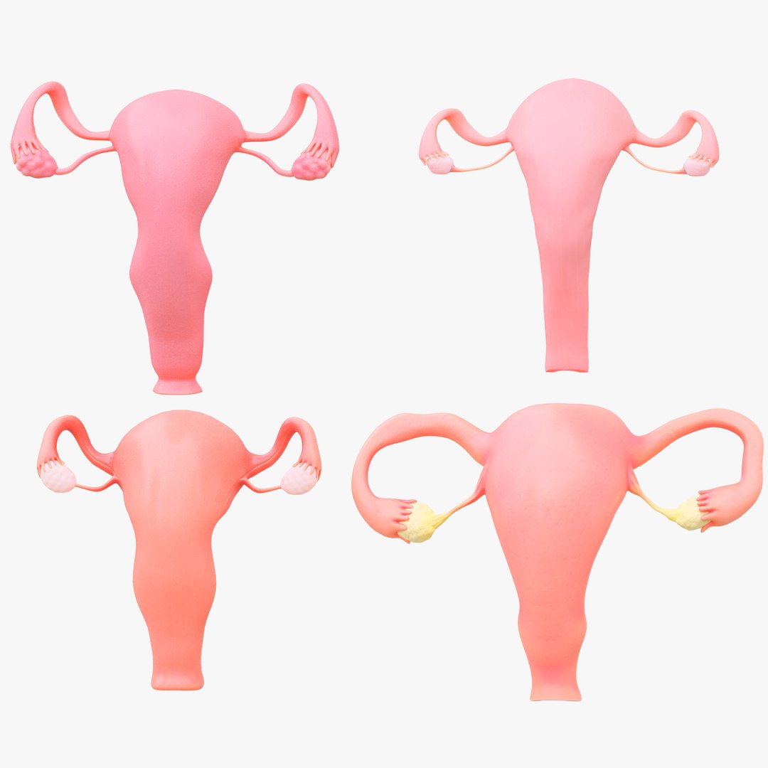 3D Female Reproductive System Section Bundle https://p.turbosquid.com/ts-thumb/dD/W7jmP8/6V/2/png/1680108270/1920x1080/fit_q87/3b6c1546b77877d5049f907a0936dd3899a75979/2.jpg