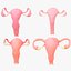 Pacchetto sezione sistema riproduttivo femminile