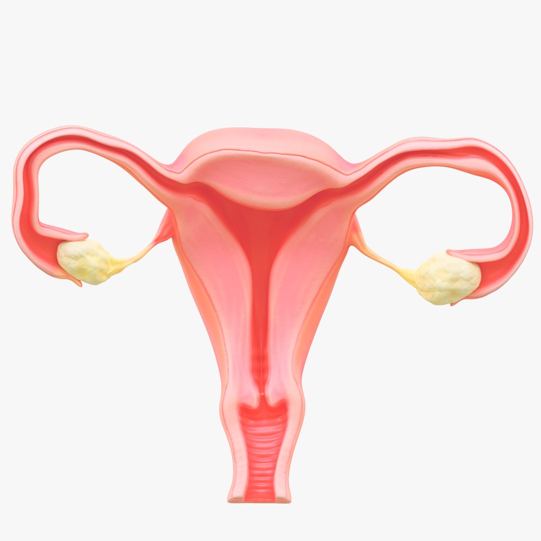 3D Female Reproductive System Section Bundle https://p.turbosquid.com/ts-thumb/dD/W7jmP8/I5/6/png/1680108271/1920x1080/fit_q87/2a2ccd04ef287cfa8aed53fb231520ed2dfdda9e/6.jpg