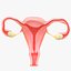 Pacchetto sezione sistema riproduttivo femminile