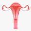 Pacchetto sezione sistema riproduttivo femminile
