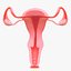 Pacchetto sezione sistema riproduttivo femminile