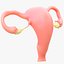 Pacchetto sezione sistema riproduttivo femminile