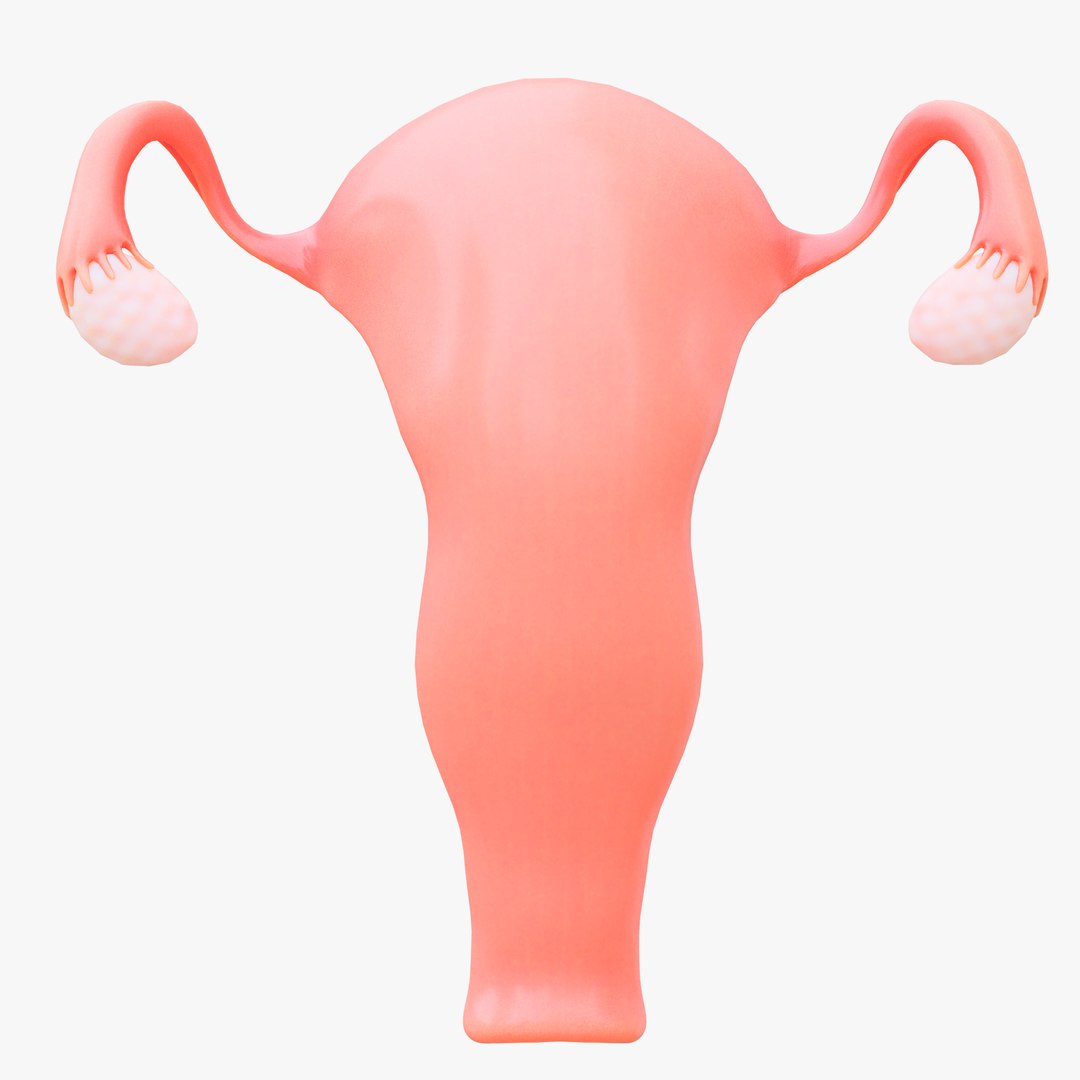 3D Female Reproductive System Section Bundle https://p.turbosquid.com/ts-thumb/dD/W7jmP8/nH/12/png/1680108275/1920x1080/fit_q87/a0171951192be1b363589e053e0f9e2aa263292e/12.jpg