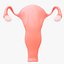 Pacchetto sezione sistema riproduttivo femminile