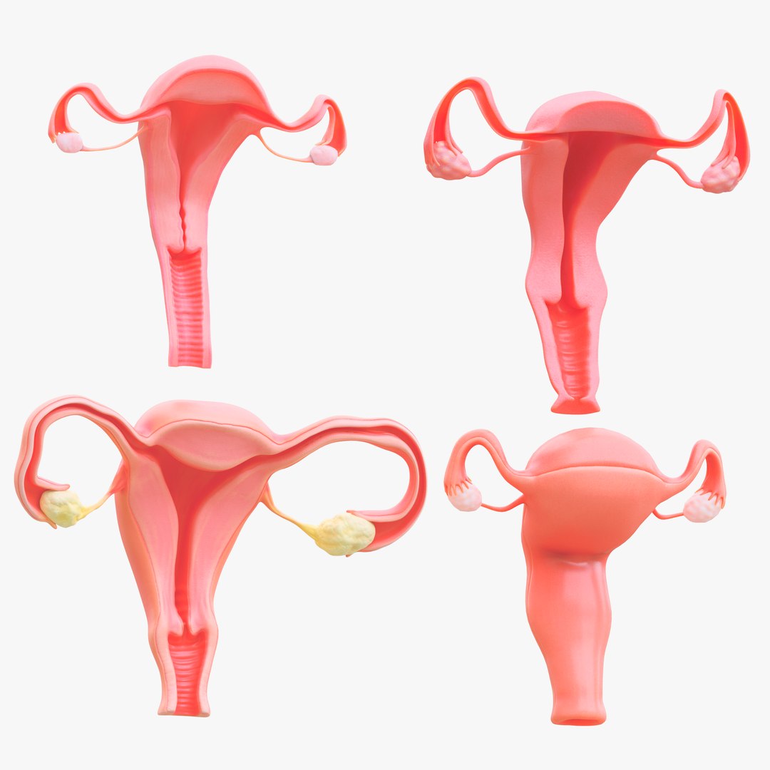 3D Female Reproductive System Section Bundle https://p.turbosquid.com/ts-thumb/dD/W7jmP8/pi/3/png/1680108269/1920x1080/fit_q87/5cd21ae98b50171d6fe53e9f08b51777e2fabc6c/3.jpg