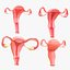 Pacchetto sezione sistema riproduttivo femminile