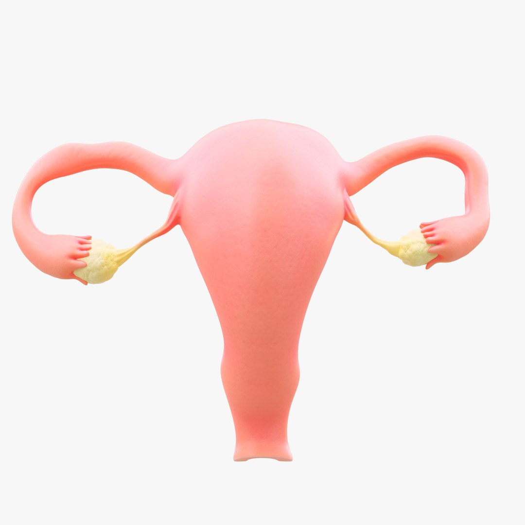 3D Female Reproductive System Section Bundle https://p.turbosquid.com/ts-thumb/dD/W7jmP8/qU/10/png/1680108273/1920x1080/fit_q87/c9d3ba5f656d059f00cfc32f434006e32d28daaf/10.jpg